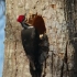 【北美黑啄木鸟】筑巢全过程，恍如砍树吴刚附体