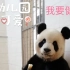 【大熊猫芦芦】除了刻板行为，还口吐白沫！还种公健康！！