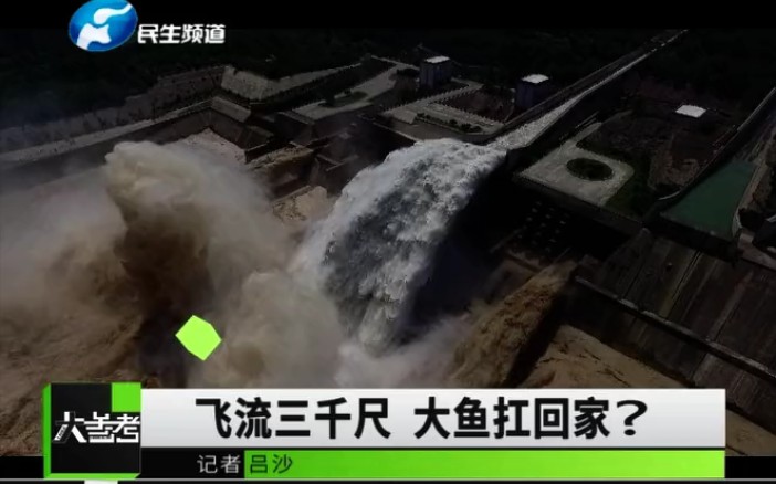 黄河泄洪大鱼纷纷摔晕在岸边02下一秒就被人捡走