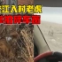 黑龙江一村庄闯入成年东北虎，工作人员遇老虎袭击车窗被一掌拍碎