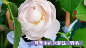 914d92343ba83b8172a21717c29e5911dd5190ba.jpg@280w_158h_1c_100q.jpg