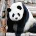 【大熊猫星语】淑女的小肚几不能乱看，还看，不准看，捂住~