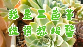 915b8784217237fcd2353129ee4c7686eef19f4c.jpg@280w_158h_1c_100q.jpg