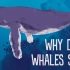 【TED-Ed】鲸是怎么唱歌的？@柚子木字幕组
