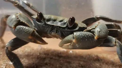 【五虫的新手饲养指南】陆方蟹