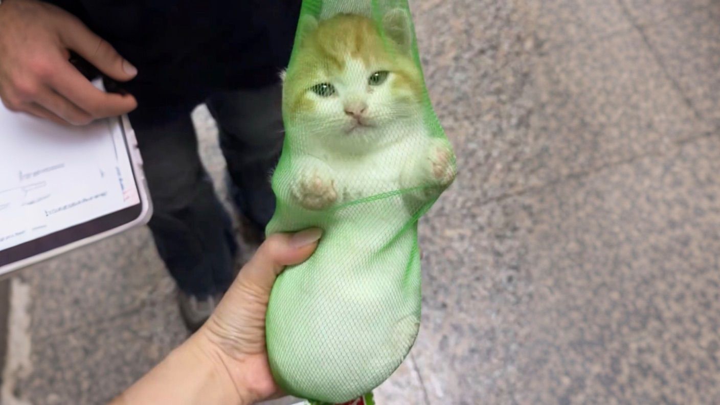 《猫咪：人类是害虫！》《哈基米难被绿兜》