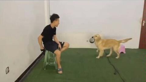 训犬招聘_上海最好的训犬学校 具体点