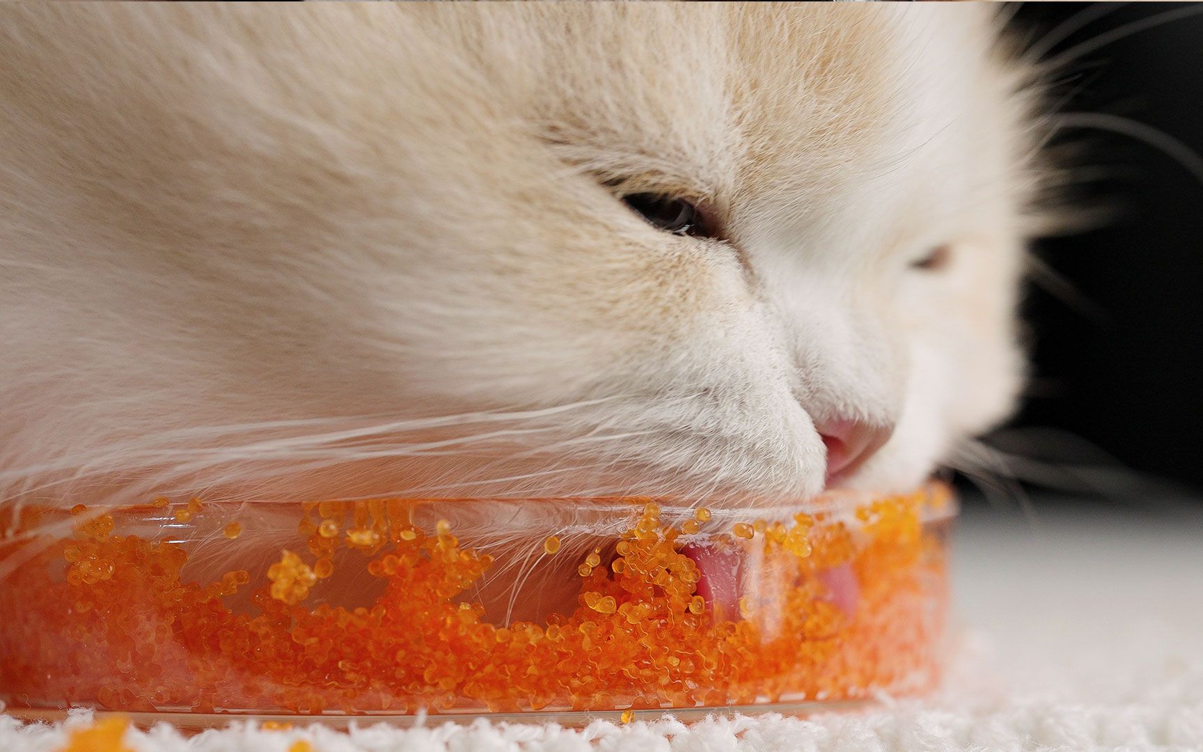 有哪只小猫咪能拒绝三文鱼籽呢？