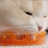 有哪只小猫咪能拒绝三文鱼籽呢？