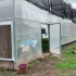 小型薄膜联动温室种植棚#现代农业 #农业种植 #温室大棚
