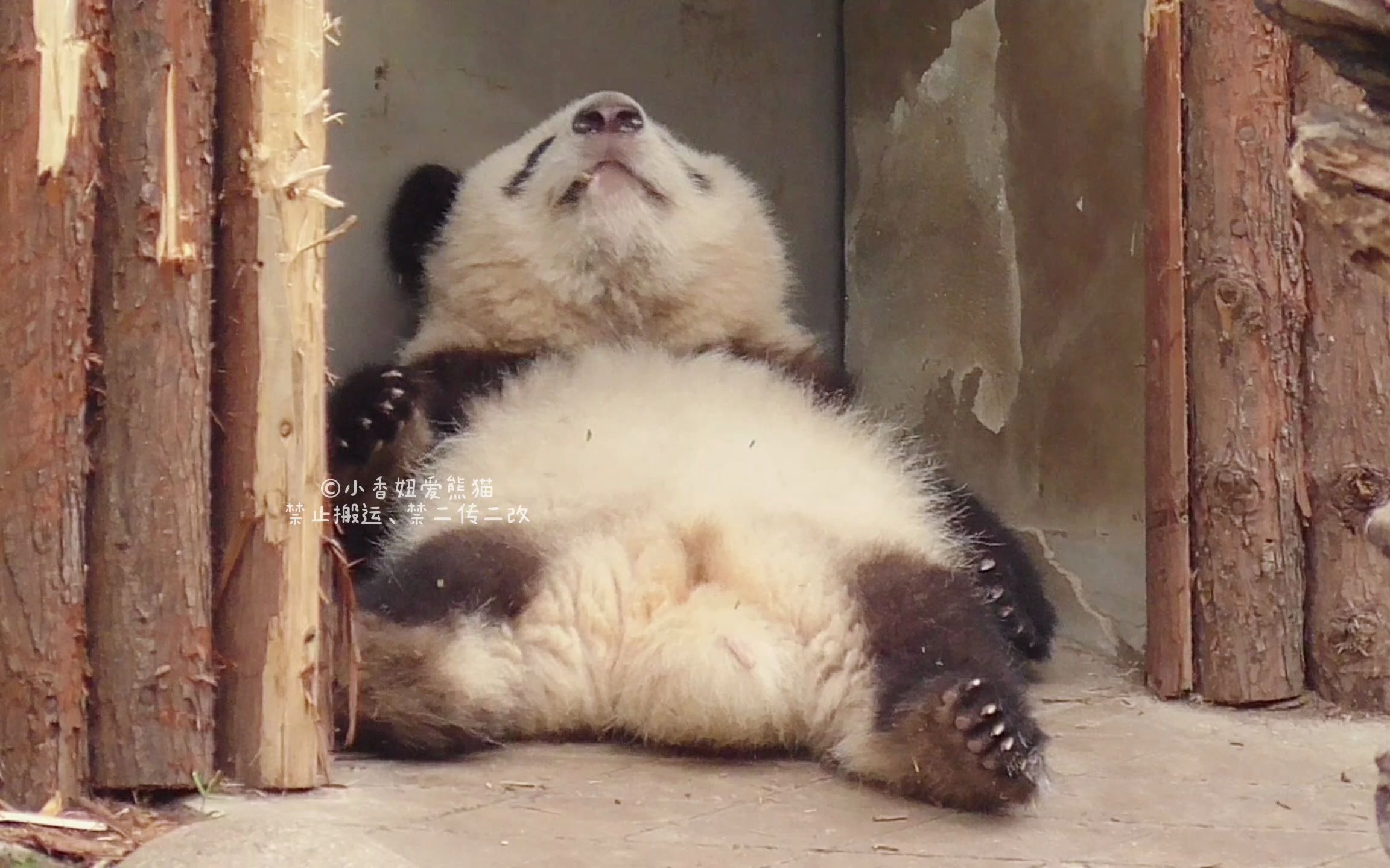 来看看石家庄动物园为大熊猫开启的花式消暑模式吧