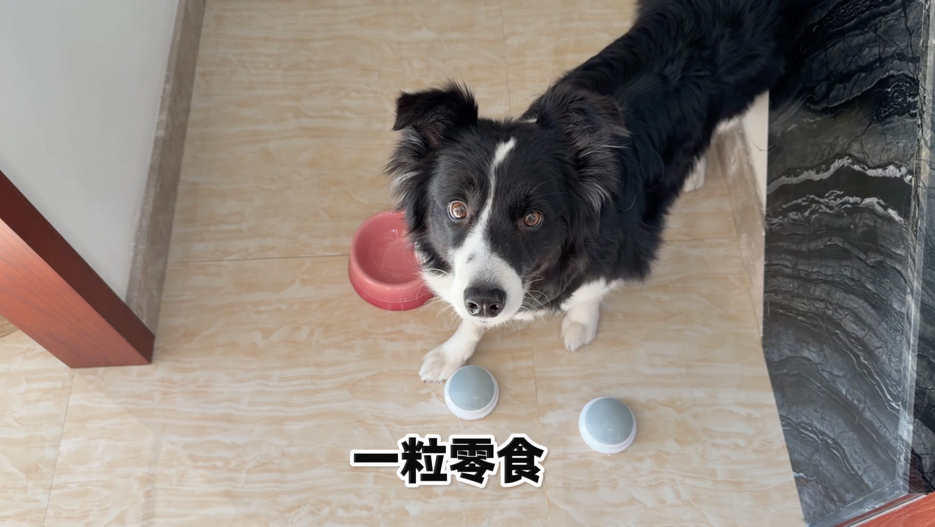 今天来看看小狗的运气