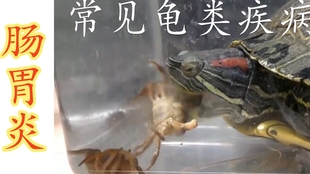91bca548e978c7c9ba38e16ad5cc53444cce2f9c.jpg@310w_174h_1c_100q.jpg