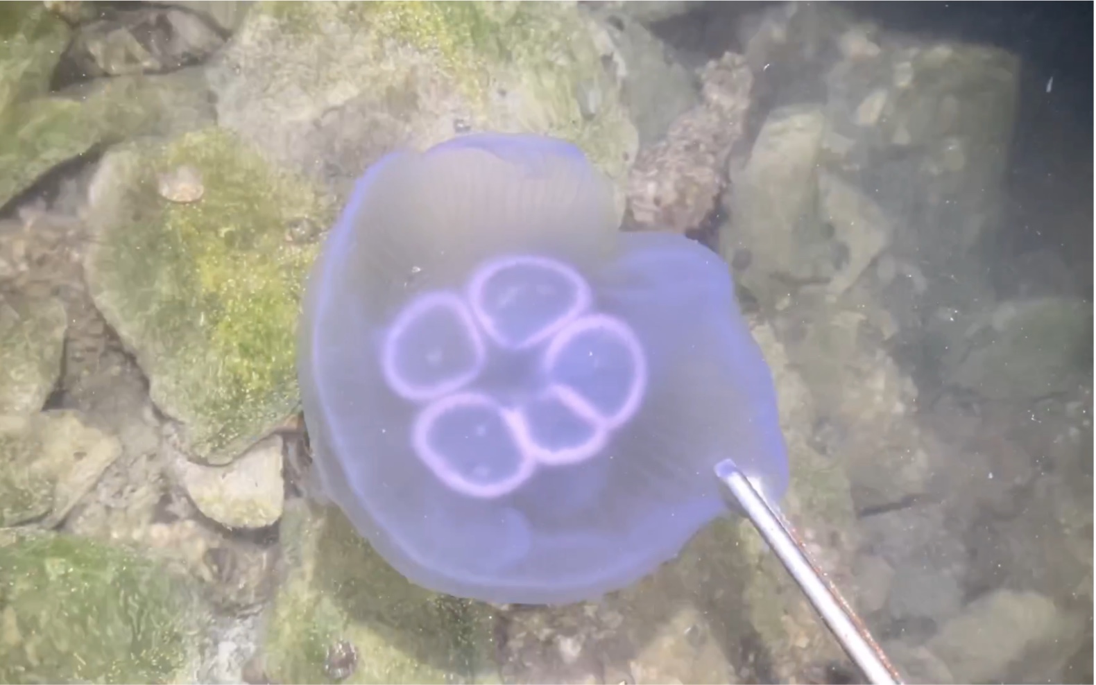 在礁石边上发现游动的“水母”，一步一个海螺，收获几十斤，过瘾