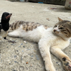 小喜鹊乱认妈妈，钻进猫咪的怀抱