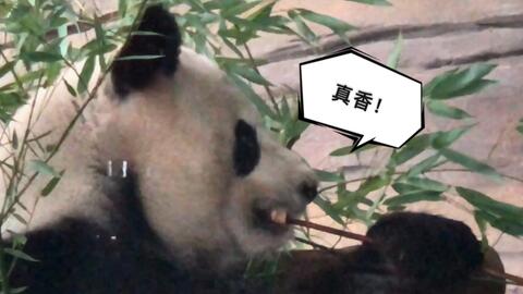 熊猫的视线是怎么样的 91da19546706590f18e6c4d48acd9a494eb4b985.jpg@480w_270h_1c
