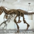 一个关于恐龙的冷知识：直到1990年，人类还拼不出来“霸王龙”的完整骨骼。（在出土恐龙化石时，我们往往都只能找到部分残留