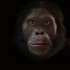 【人类进化】耶鲁大学出版社视频：80秒从猿到人面孔的进化过程【大通盛道乐喷网字幕】