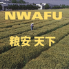 “食为政首，粮安天下” 西农新小麦品种来啦