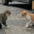 梅狸猫VS橘白猫 —— 狸橘之战。