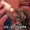 【康納秀】可愛的亞洲豹貓寶寶 (繁體中文