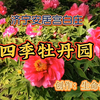 济宁安居宫白庄四季牡丹园