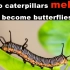 caterpillar-bilibli