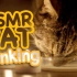 【ASMR】CatCloseUps 猫咪舔牛奶