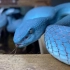 蓝色妖姬 | 一次美艳毒蛇下的自我救赎！
