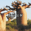 猴面包树到底有多神奇，能吃能喝又能住，重要的是还能储水！#科普#猴面包树