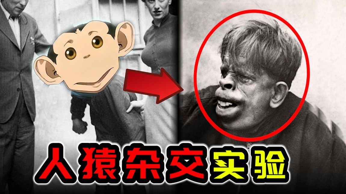 震惊世界的“人猿杂交”实验！达尔文事变的原型？