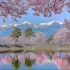 日本风光——六道堤的樱花