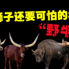 比狮子还可怕的8种野牛，老虎见了都要躲着走的致命野兽