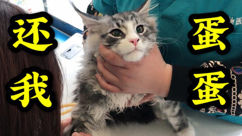 怎么看小猫有几个蛋 92877d4742b9d2d77cb8d6431d3c016bec3cf6e0.jpg@480w_270h_1c