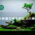 苔藓微景观生态缸《苔洲》造景视频，造型独一无二！