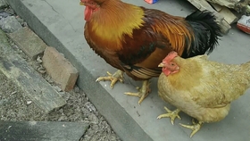 92a0f6297fe8dffbbf3a0d1b30c7275404f95f40.jpg@280w_158h_1c_100q.jpg