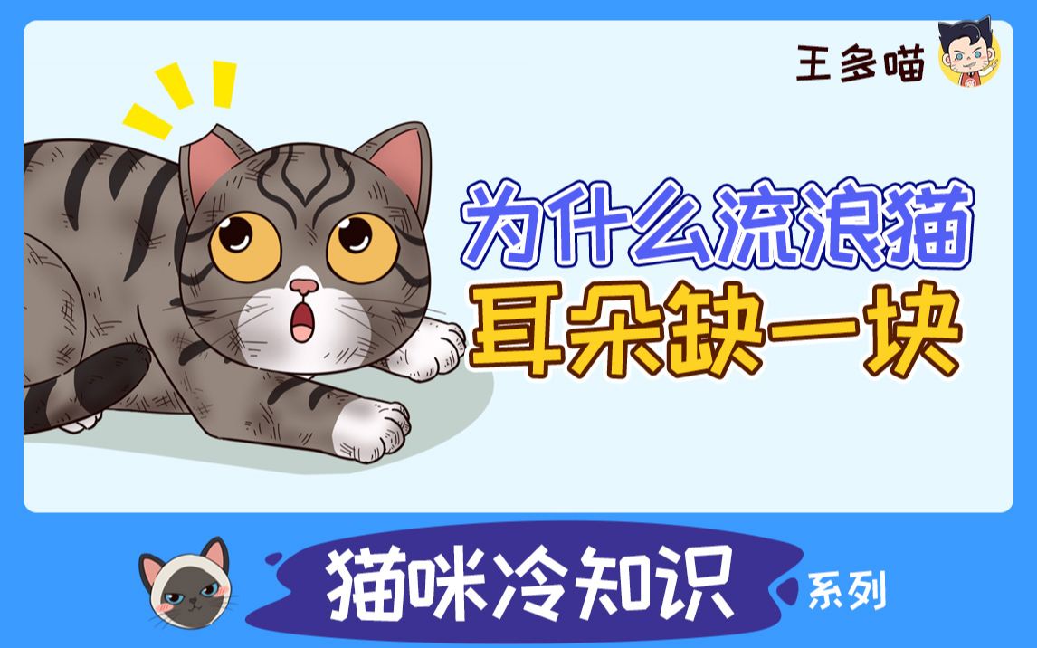 为什么有些流浪猫，耳朵缺了一块？原来这是种“爱的记号”