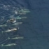 史上最复杂的群体捕猎，虎鲸猎杀海豹全程录像