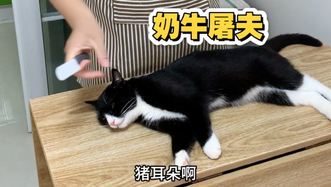 关于我老公想改行卖猪肉被我拒绝后 莫名其妙的一天（这几天很忙没拍新视频发个以前的）手里的是宝宝的玩具不会伤到猫