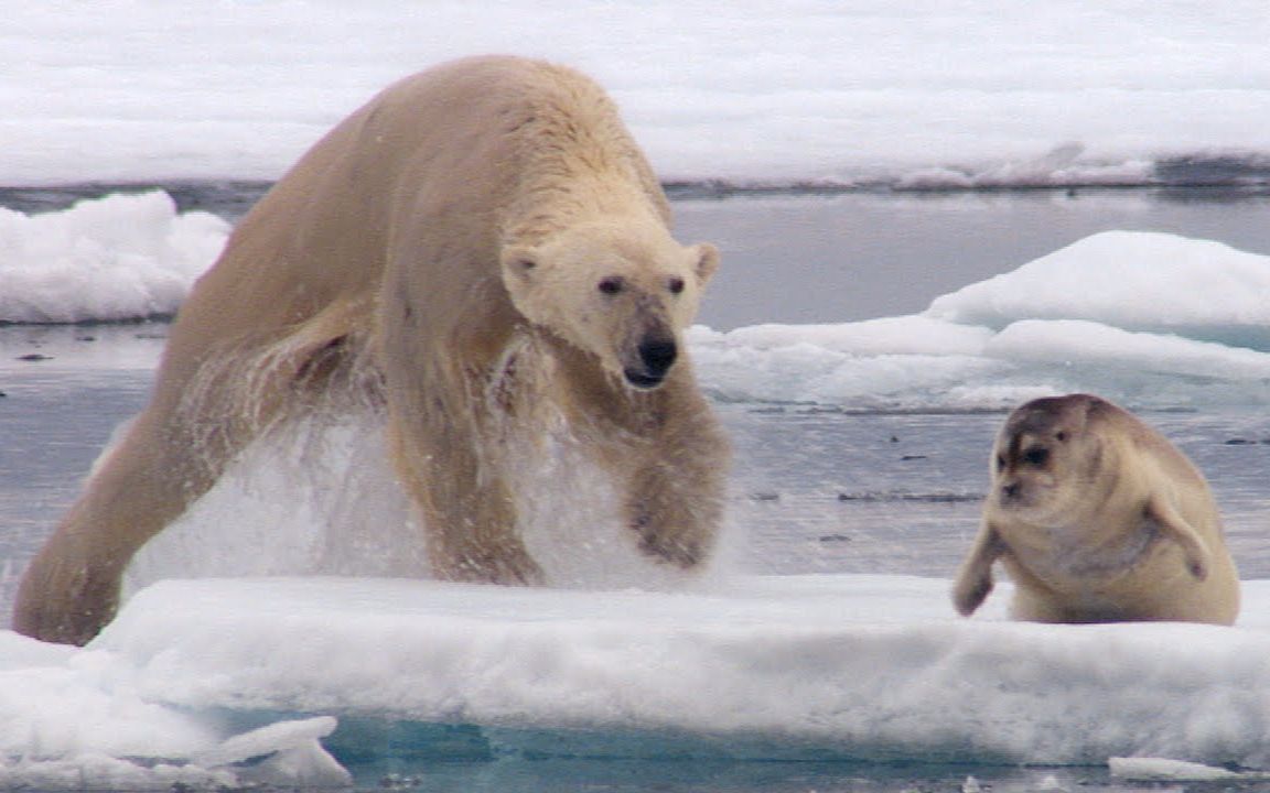 【BBC地球】近距离实拍瘦骨嶙峋的北极熊捕获海豹全过程 @柚子木字幕组