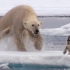 【BBC地球】近距离实拍瘦骨嶙峋的北极熊捕获海豹全过程 @柚子木字幕组