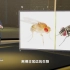 《解码科技史》 了不起的实验动物——被误解的果蝇