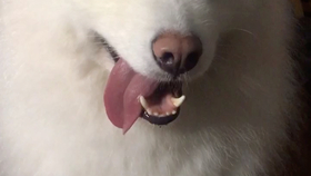 狗为啥会吐水 92e54fdb67e9d20674e52a52bbb8b021aa7def94.jpg@280w_158h_1c_100q.jpg