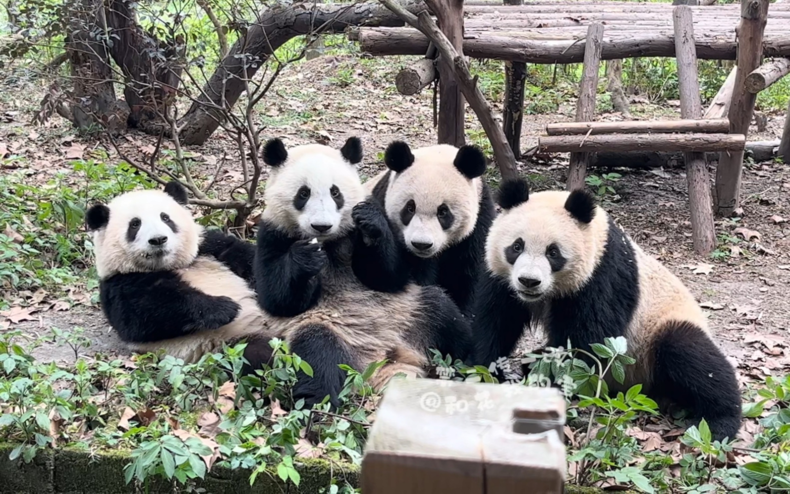 【大熊猫和花和叶润玥艾玖】幼年园钓猫第三天，这时候的花花还和其他三个挨着坐，也有站起来接食物的动作