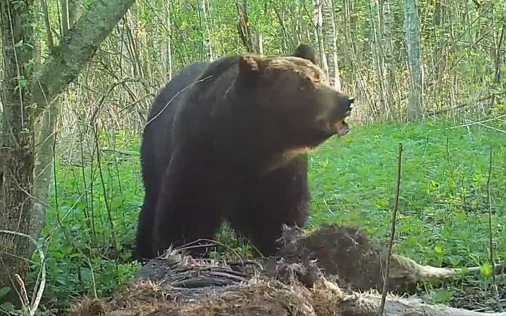一头体型巨大的雄性乌苏里棕熊正在啃食一具鹿尸