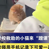 学校救助的小猫来“蹭课”，老师用手机记录下可爱一幕 “请认真听讲 不要舔手手啦