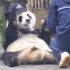 熊 猫 百 态