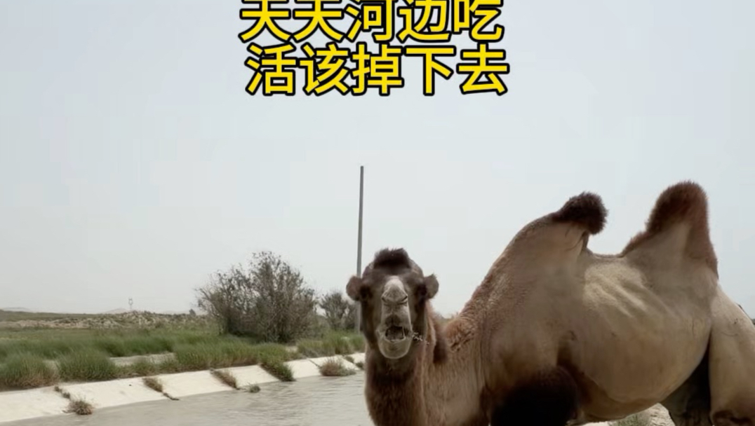 天天河边吃 今天终于落水了