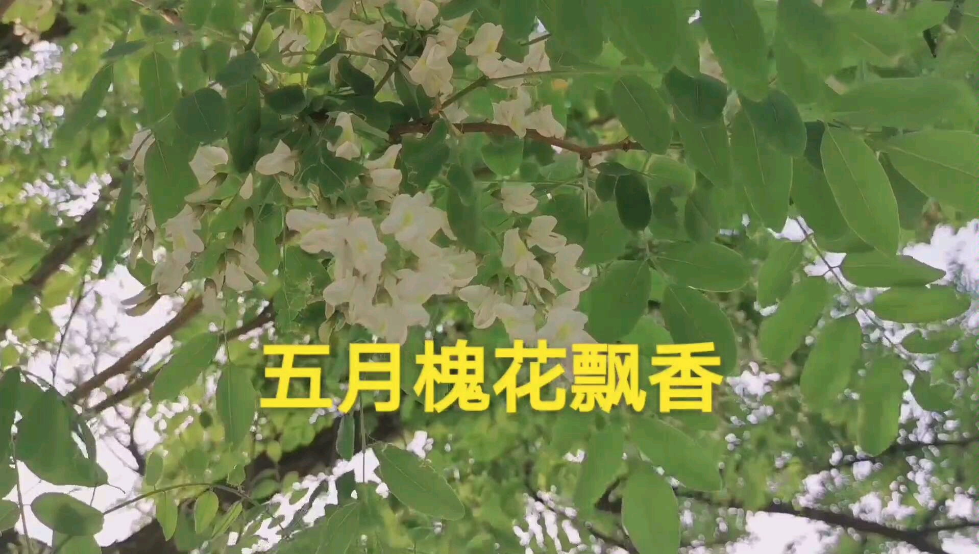 五月槐花香_哔哩哔哩_bilibili