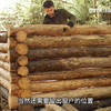 搭建秘密基地可能是每一个男人的梦想